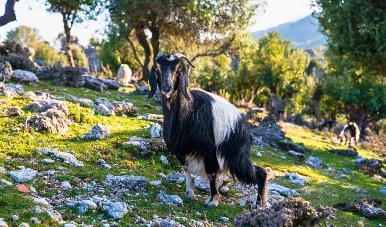 Kanion Tazi i Selge – Twierdza Wolnych Wojowników w Górach Taurus