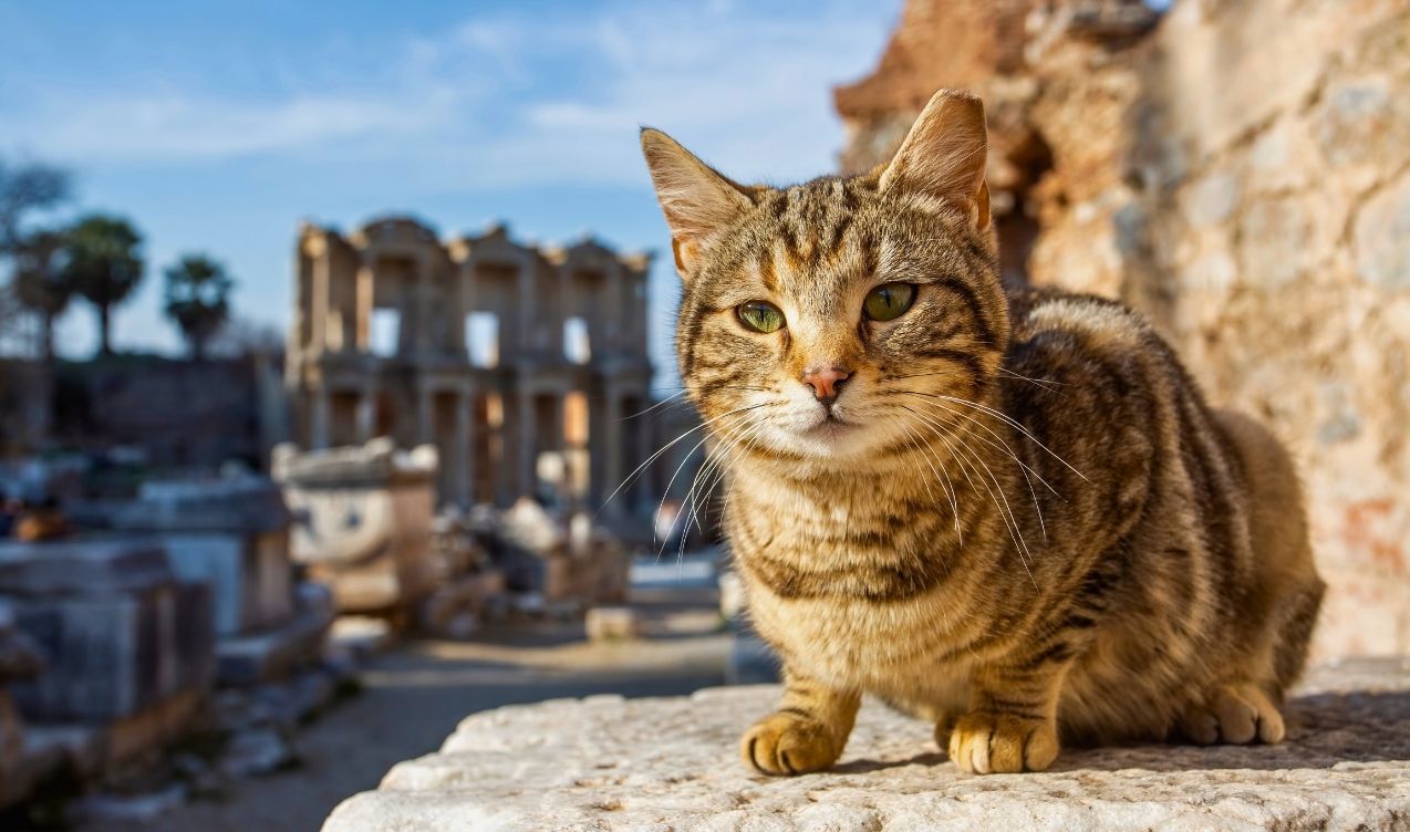 Złoty Szlak-Efez i Pamukkale