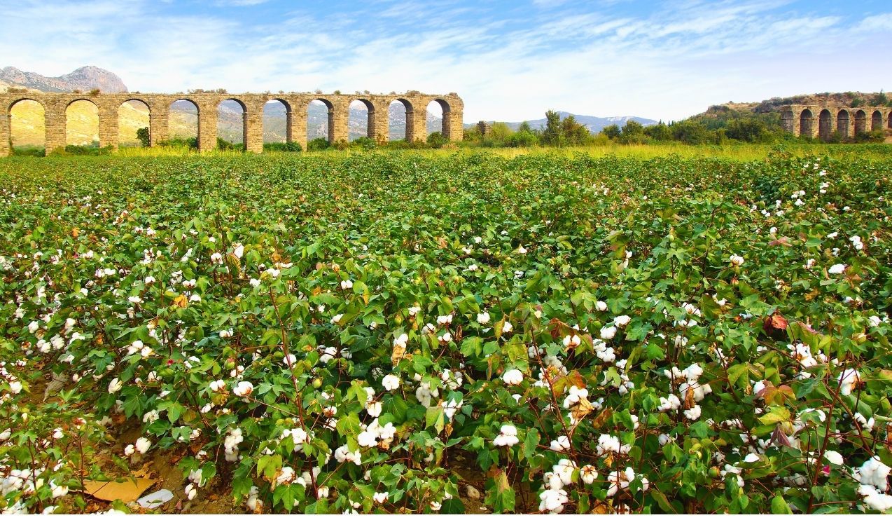 Zabytkowe Kroki ( M.A.S )