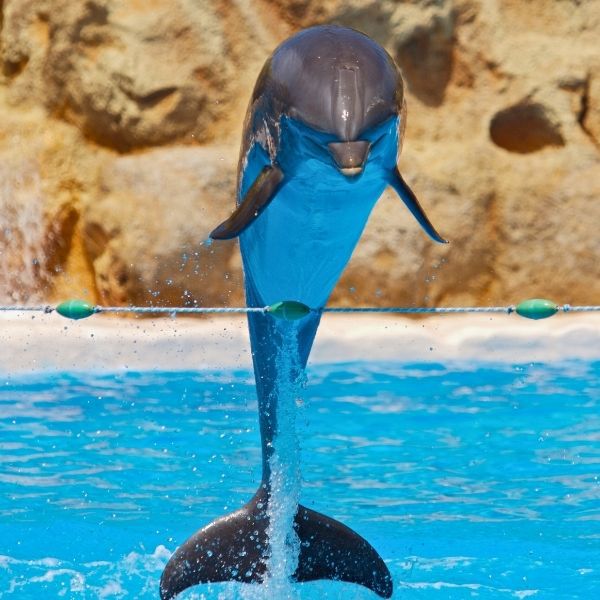 Magia Delfinów – rodzinne show i pływanie z delfinami w Alanyi